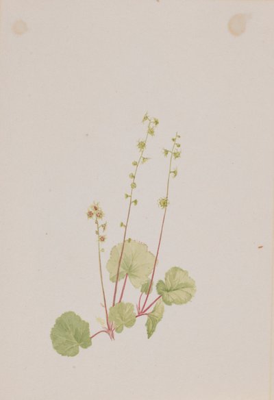 Meztelen Mitella alkotó: Mary Vaux Walcott