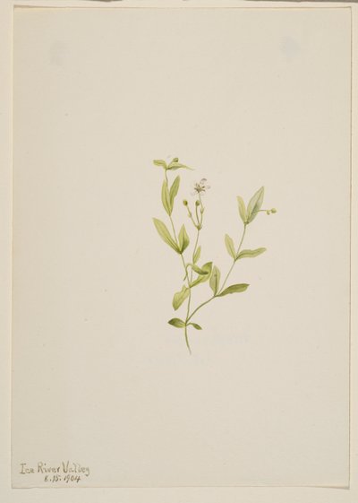 Moehringia laberiflora alkotó: Mary Vaux Walcott