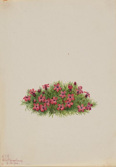 Moss Campion Silene acaulis, 1924. alkotó: Mary Vaux Walcott