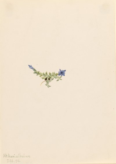 Moha Gentian (Gentiana prostrata) alkotó: Mary Vaux Walcott