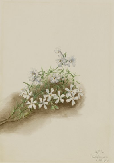 Moha rózsaszín (Phlox subulate) alkotó: Mary Vaux Walcott