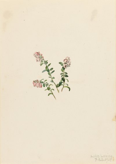 Hegyi áfonya (Vaccinium vitisidaea minus) alkotó: Mary Vaux Walcott