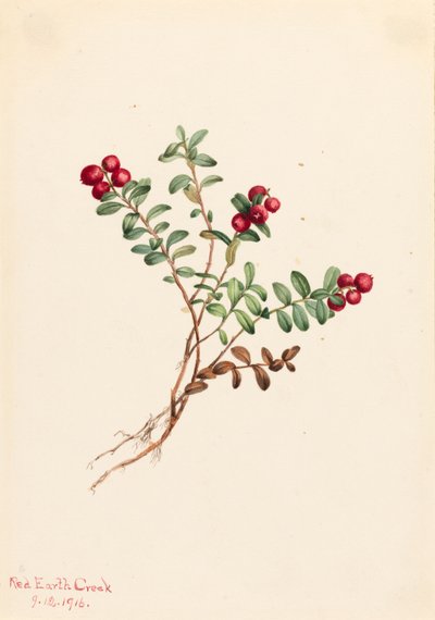 Hegyi áfonya Vaccinium vitisdaea minus, 1916. alkotó: Mary Vaux Walcott