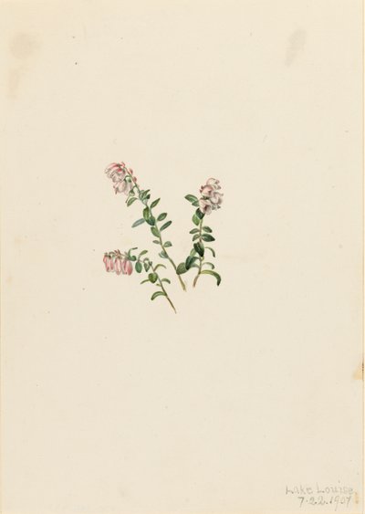 Hegyi áfonya Vaccinium vitisidaea minus, 1907. alkotó: Mary Vaux Walcott