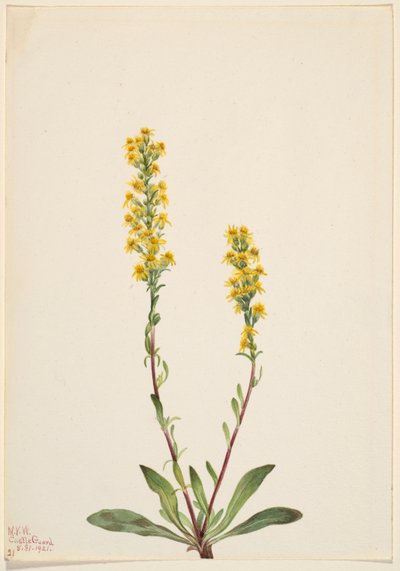 Hegyi aranyvessző (Solidago oreophila) alkotó: Mary Vaux Walcott
