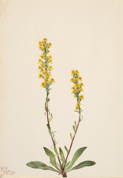 Mountain Goldenrod Solidarity Oreophila, alkotó: Mary Vaux Walcott