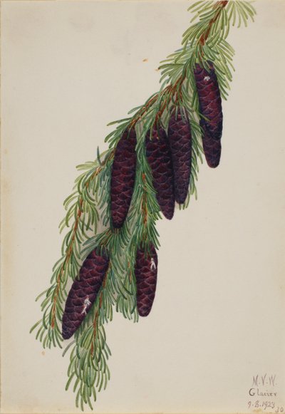 Hegyi nyárfa (Tsuga mertensiana) alkotó: Mary Vaux Walcott