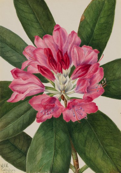 Mountain Rose-Bay Rhododendron catawbiense, 1932. alkotó: Mary Vaux Walcott