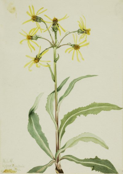 Gyászoló földikutya (Senecio lugens) alkotó: Mary Vaux Walcott