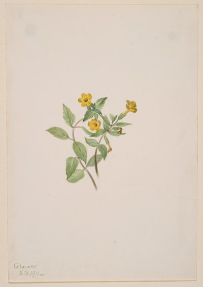 Pézsmavirág (Mimulus moschatus) alkotó: Mary Vaux Walcott