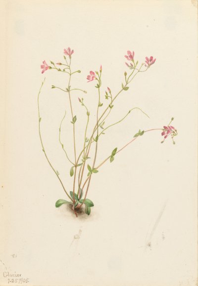 Naiad Tavaszi Szépség (Claytonia parvifolia) alkotó: Mary Vaux Walcott