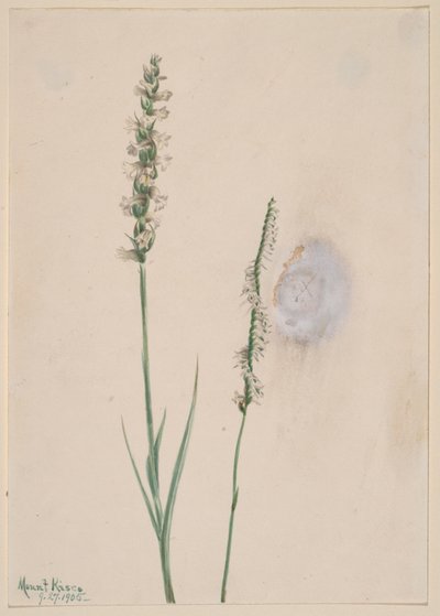 Bólintó hölgyek-Tresses Ibidium cernum, 1905. alkotó: Mary Vaux Walcott