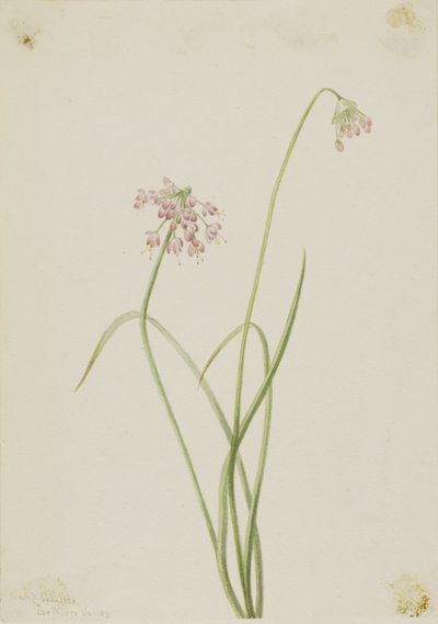 Bóbiskoló hagyma (Allium cernuum) alkotó: Mary Vaux Walcott