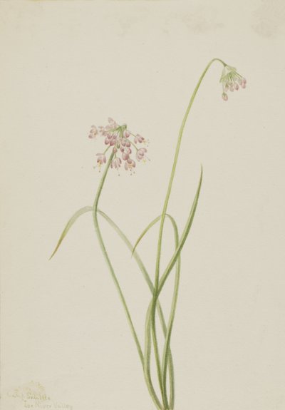 Rógasztóhagyma Allium cernuum, 1901. alkotó: Mary Vaux Walcott
