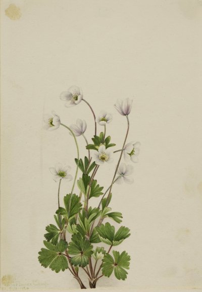 Északi anemone (Anemone parviflora) alkotó: Mary Vaux Walcott