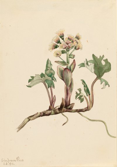 Északi boglárka (Petasites hyperboreus) alkotó: Mary Vaux Walcott