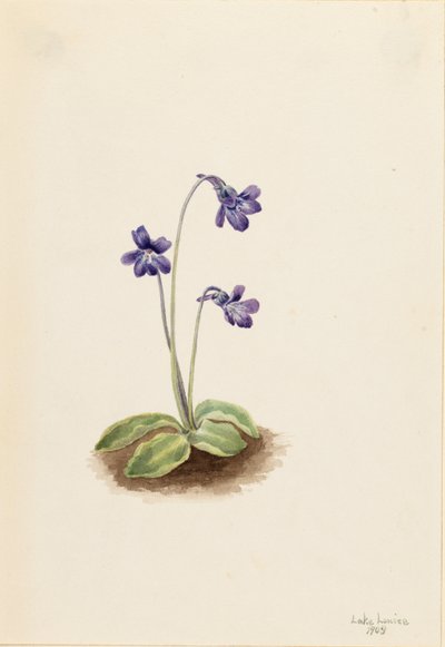 Északi boglárka (Pinguicula vulgaris) alkotó: Mary Vaux Walcott