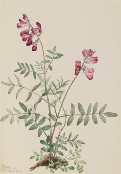 Northern Hedysarum Hedysarum boreale, 1916 alkotó: Mary Vaux Walcott