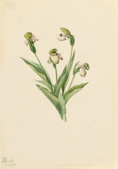 Északi női papucs Cypripedium passerinum, 1916. alkotó: Mary Vaux Walcott