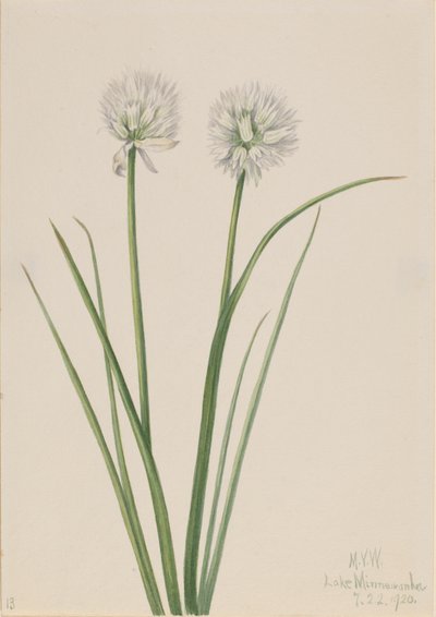 Északi hagyma Allium sibiricum, 1920. alkotó: Mary Vaux Walcott