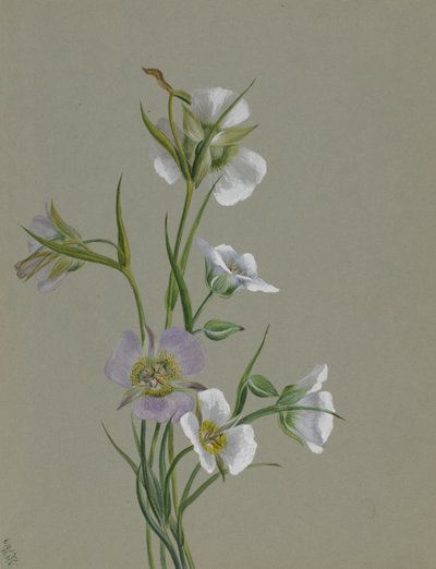 Útban az emlékműhöz, 1881. alkotó: Mary Vaux Walcott