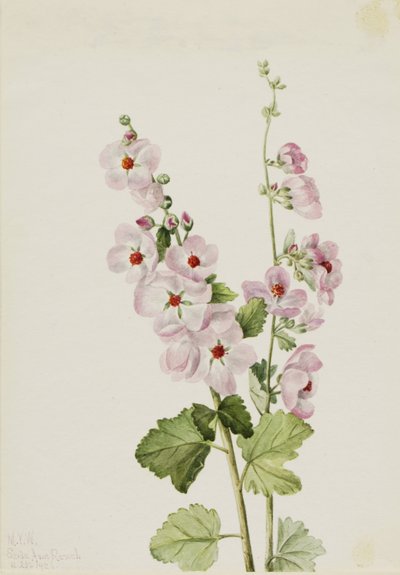 Narancssárga szemű gömbvirág (Sphaeralcea davidsonii) alkotó: Mary Vaux Walcott