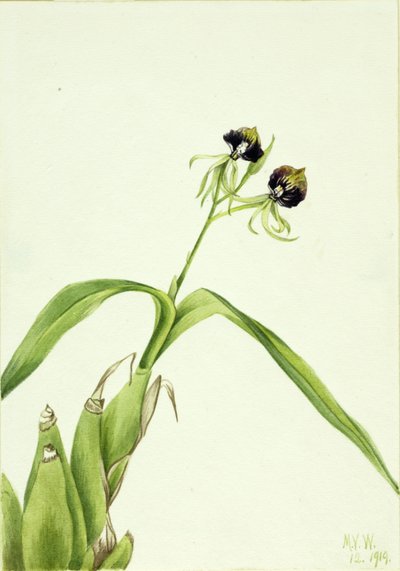 Orchidea (Epidendrum cochleatum) alkotó: Mary Vaux Walcott