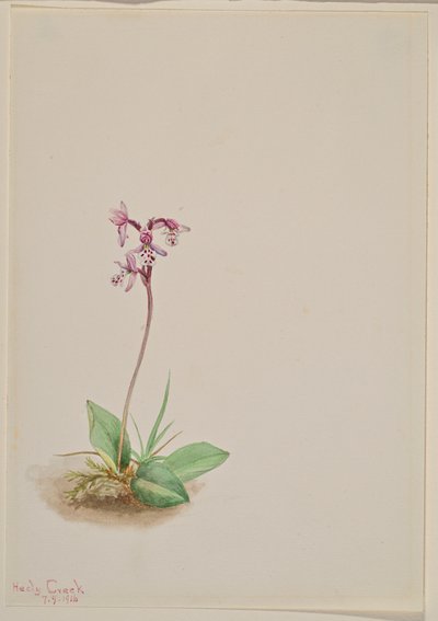 Orchis Orchis rotundifolia, 1916. alkotó: Mary Vaux Walcott