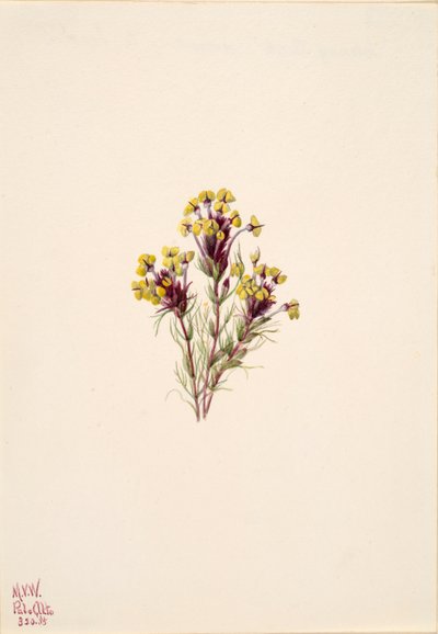 Bagolylóhere Orthocarpus erianthus, 1935. alkotó: Mary Vaux Walcott