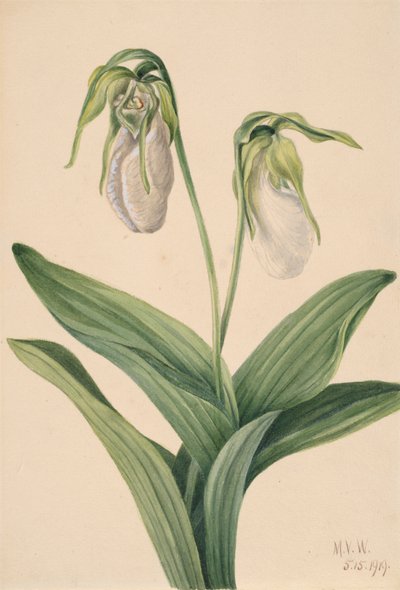 Sápadt hölgy papucs Cypridedium acaule, 1919. alkotó: Mary Vaux Walcott