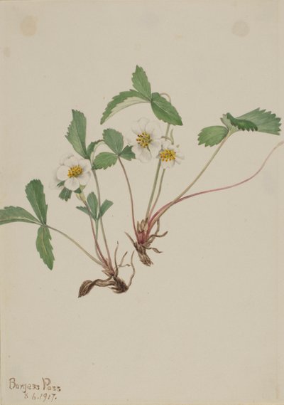 Halvány eper (Fragaria glauca) alkotó: Mary Vaux Walcott