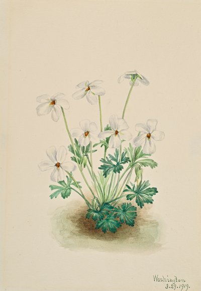 Pansy Violet Viola futófelület, 1919. alkotó: Mary Vaux Walcott