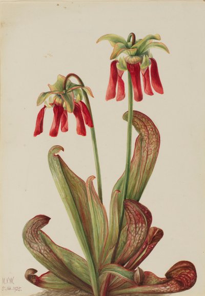 Papagáj kancsónövény (Sarracenia psittacina) alkotó: Mary Vaux Walcott