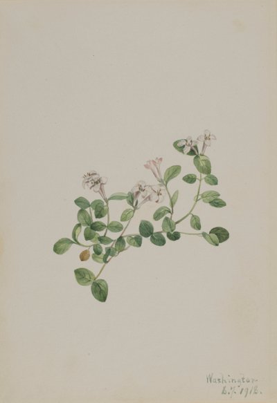 Fürtösbogár (Mitchella repena) alkotó: Mary Vaux Walcott