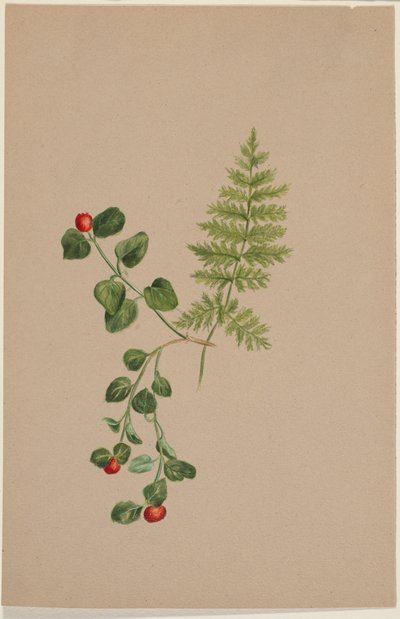 Fürtösbogár (Mitchella repens) alkotó: Mary Vaux Walcott