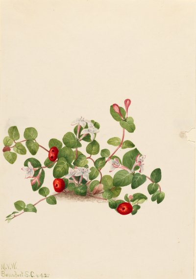 Fürtösbogár (Mitchella repens) alkotó: Mary Vaux Walcott