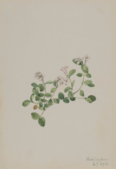 Partridgeberry Mitchella repens, 1918. alkotó: Mary Vaux Walcott