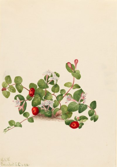 Partridgeberry Mitchella repens, 1925. alkotó: Mary Vaux Walcott