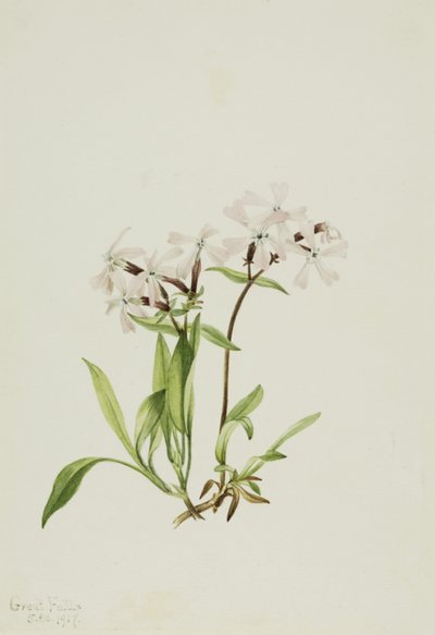 Tőzegrózsa (Silene caroliniana) alkotó: Mary Vaux Walcott
