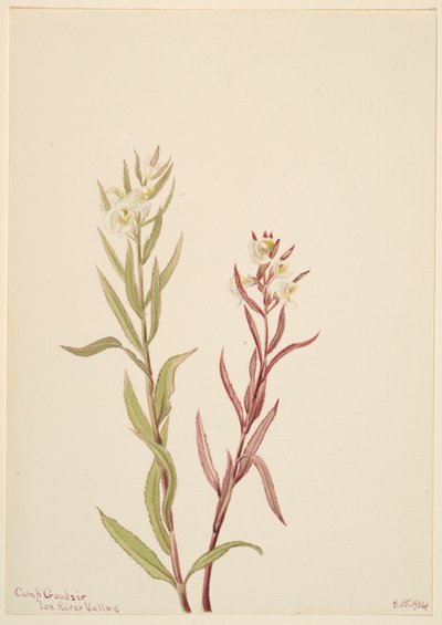 Pedicularis raremosa alkotó: Mary Vaux Walcott