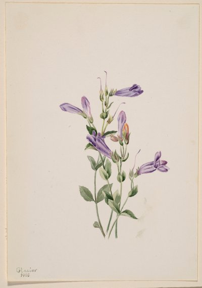 Penstemon (Penstimon fruiticosus) alkotó: Mary Vaux Walcott