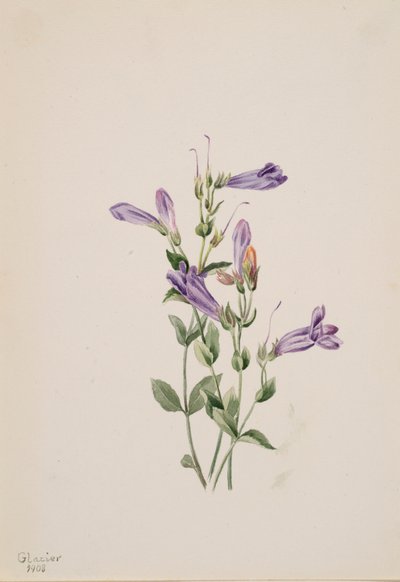 Penstemon Penstimon fruiticosus, 1903. alkotó: Mary Vaux Walcott