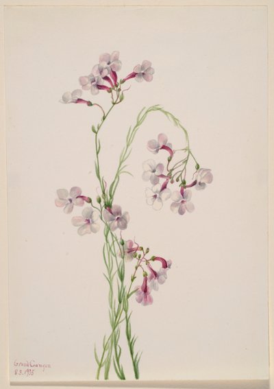 Pentstemon ambiguus alkotó: Mary Vaux Walcott