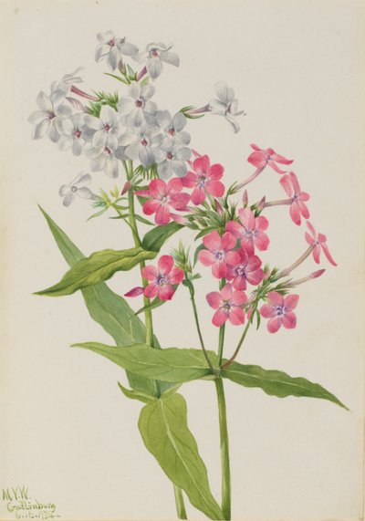 Évelő Phlox (Phlox paniculata) alkotó: Mary Vaux Walcott