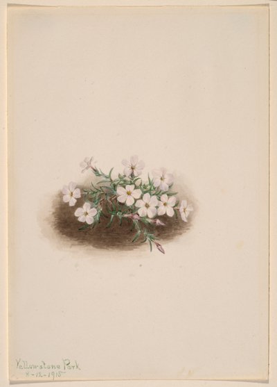 Phlox alkotó: Mary Vaux Walcott