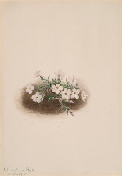 Phlox, 1915. alkotó: Mary Vaux Walcott