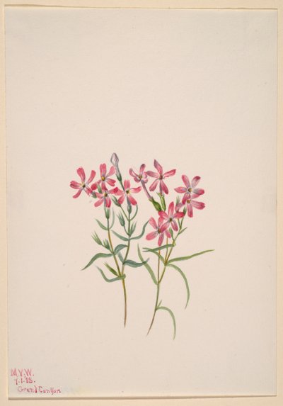 Phlox stansburyi alkotó: Mary Vaux Walcott