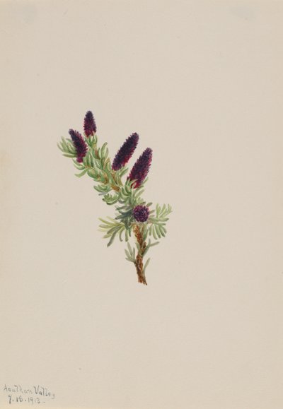 Picea engelmanni alkotó: Mary Vaux Walcott