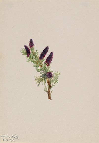 Picea engelmanni, 1913. alkotó: Mary Vaux Walcott