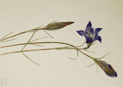Pinebarren Gentian (Gentiana porphyrio) alkotó: Mary Vaux Walcott
